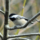 Black-capped chickadee