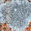 Script Lichen