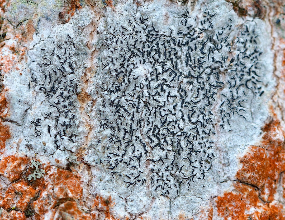 Script Lichen