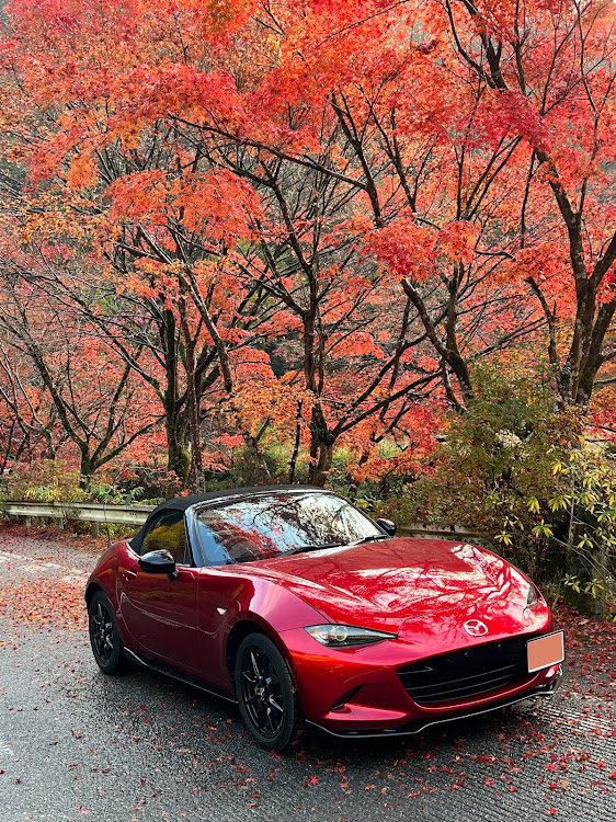 ロードスターの紅葉ドライブ・おはくま行ったけど写真撮って無かった😱・まだやってる？・よい時期を逃しました😭・こむぎちゃんは、お留守番に関するカスタム事例の投稿画像1枚目