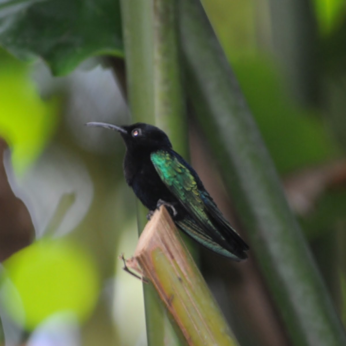 Purple-throated Carib