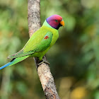 Plum-headed Parakeet