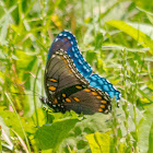 red-spotted purple