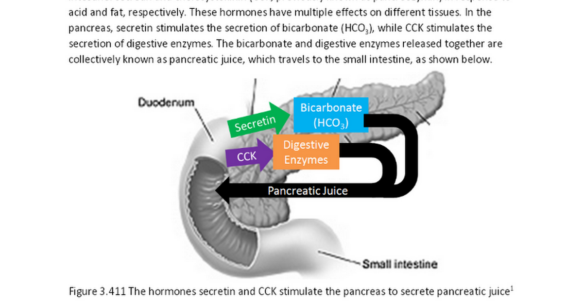 3.41 Digestive Hormones, Accessory Organs & Secretions - Google Docs