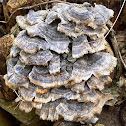 Turkey tail