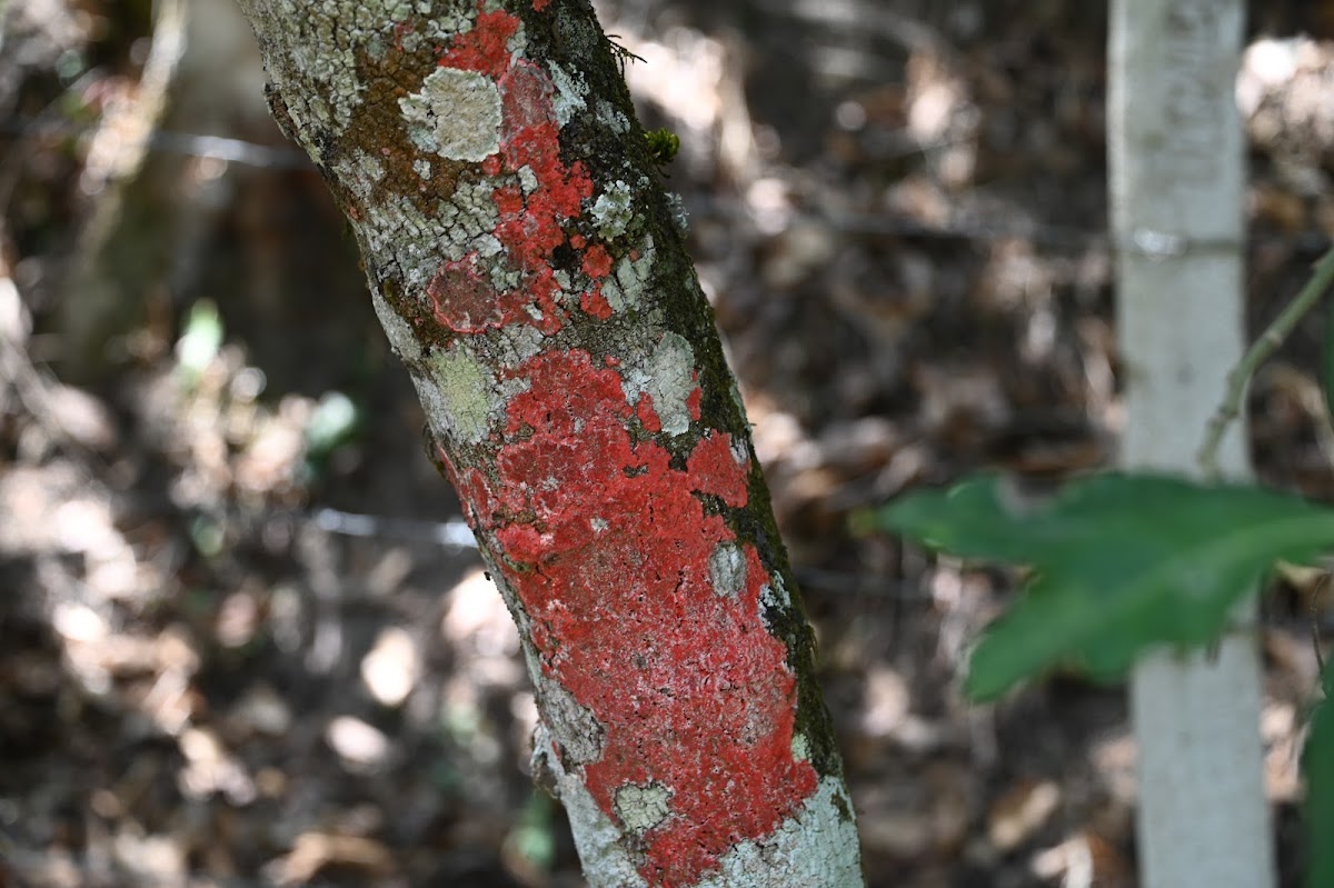 lichen