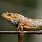 Changeable Lizard