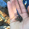 Southeastern Five-Lined Skink