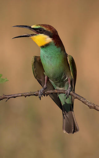 Birds Wallpaper HD  backgrounds  themes