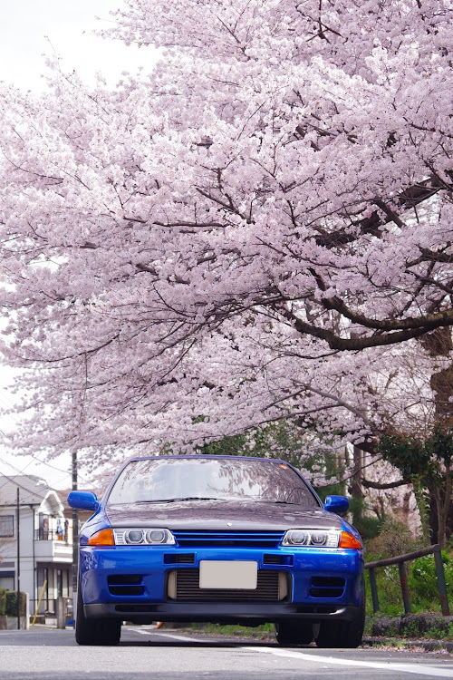 スカイライン GT-Rのサクラと愛車・桜とコラボ🌸・地元の桜並木・散る前に撮れて良かったに関するカスタム事例の投稿画像7枚目