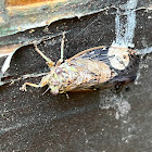 Hieroglyphic Cicada