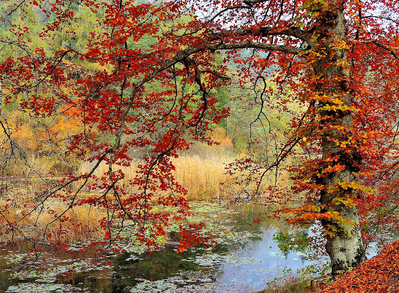 un autunno colorato di renzo brazzolotto