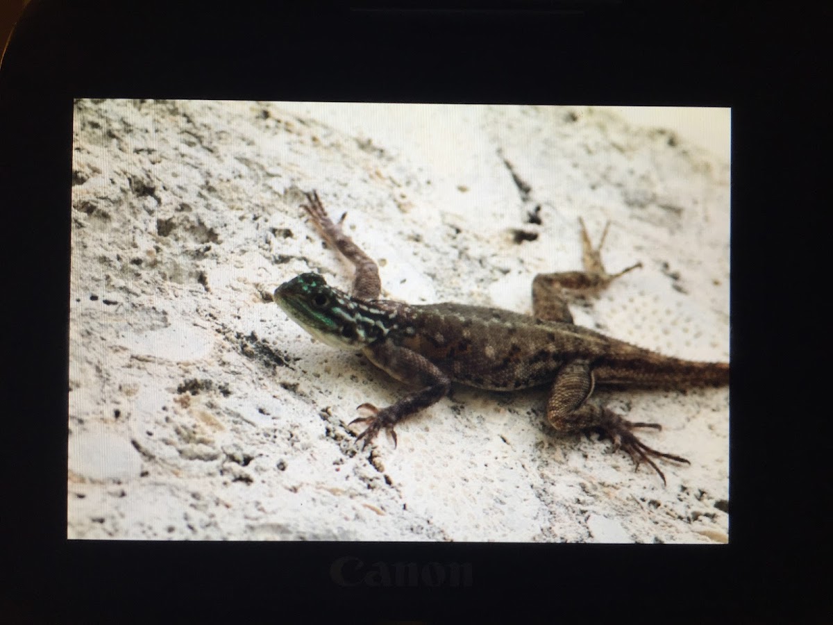 Female agama species?