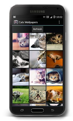 Cats Wallpapers