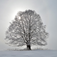 Faggio innevato di 