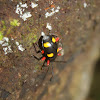 Four Spotted Handsome Fungus Beetle