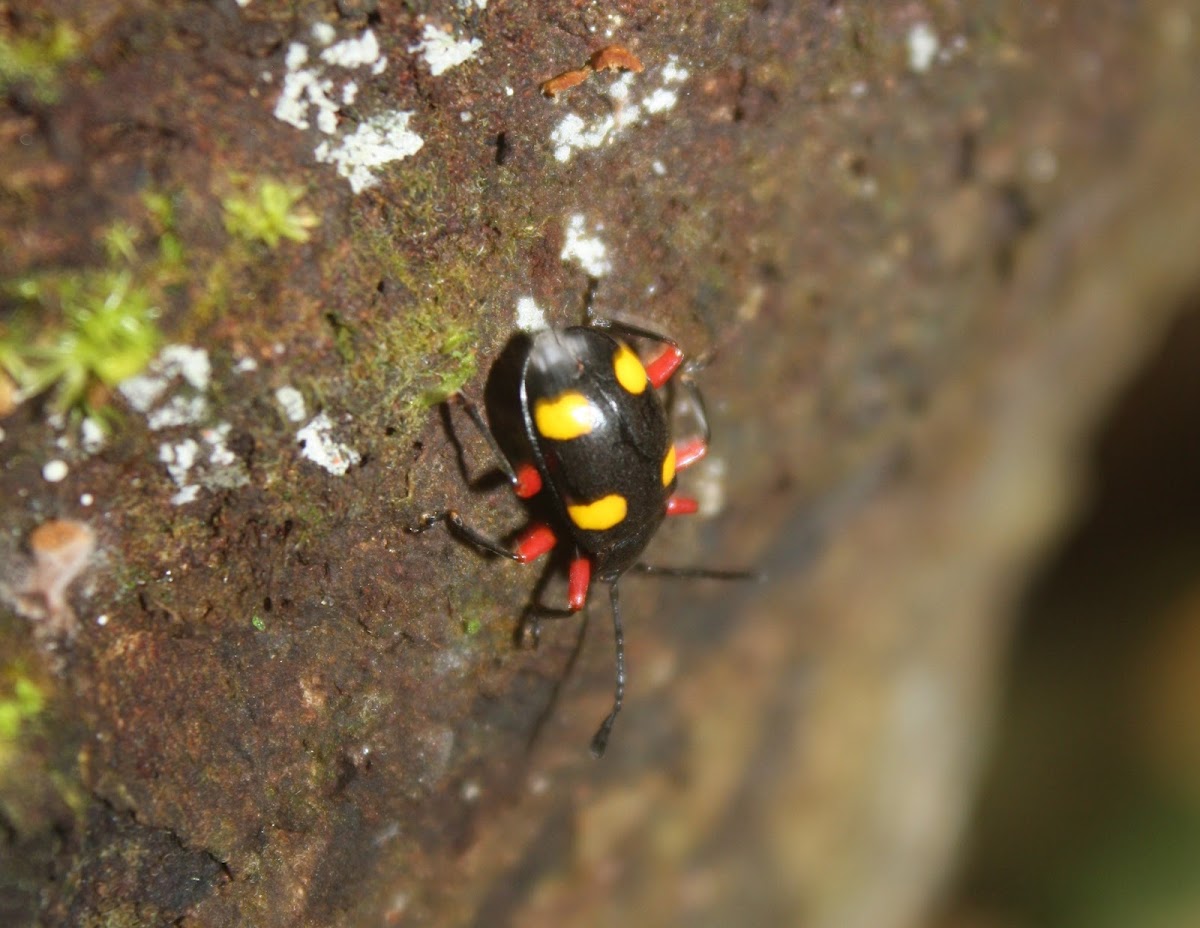 Four Spotted Handsome Fungus Beetle