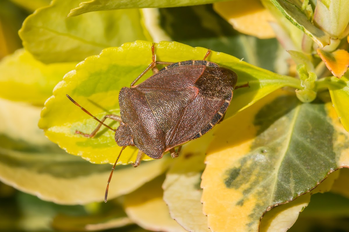 Green Shield Bug