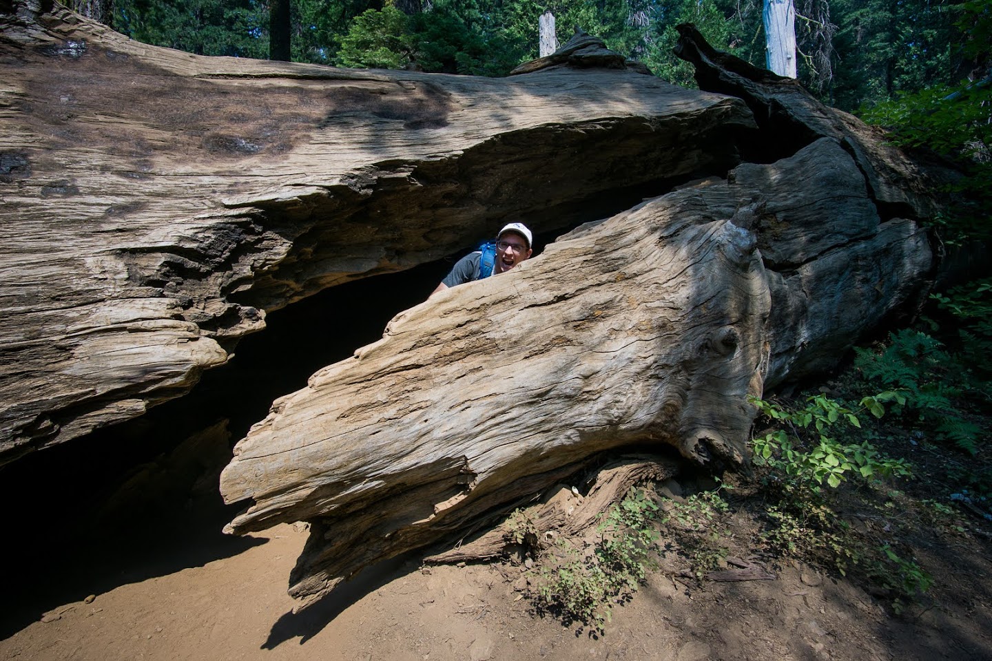 Ethan in tree