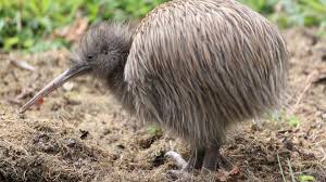 Image result for a picture of a kiwi bird