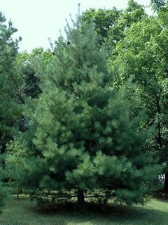 Loblolly pine