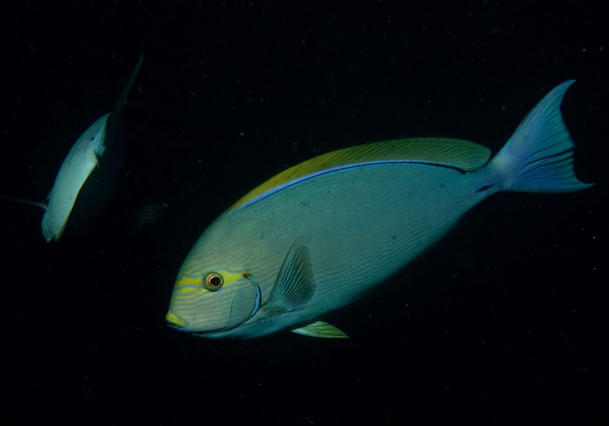 Yellowmask Surgeonfish