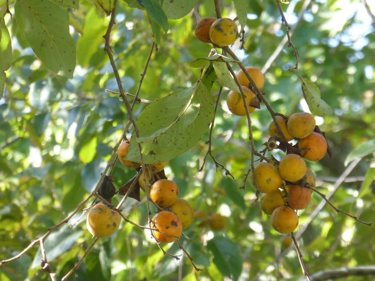 American Persimmon