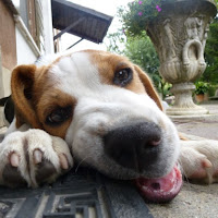The Perfect Beagle. di 