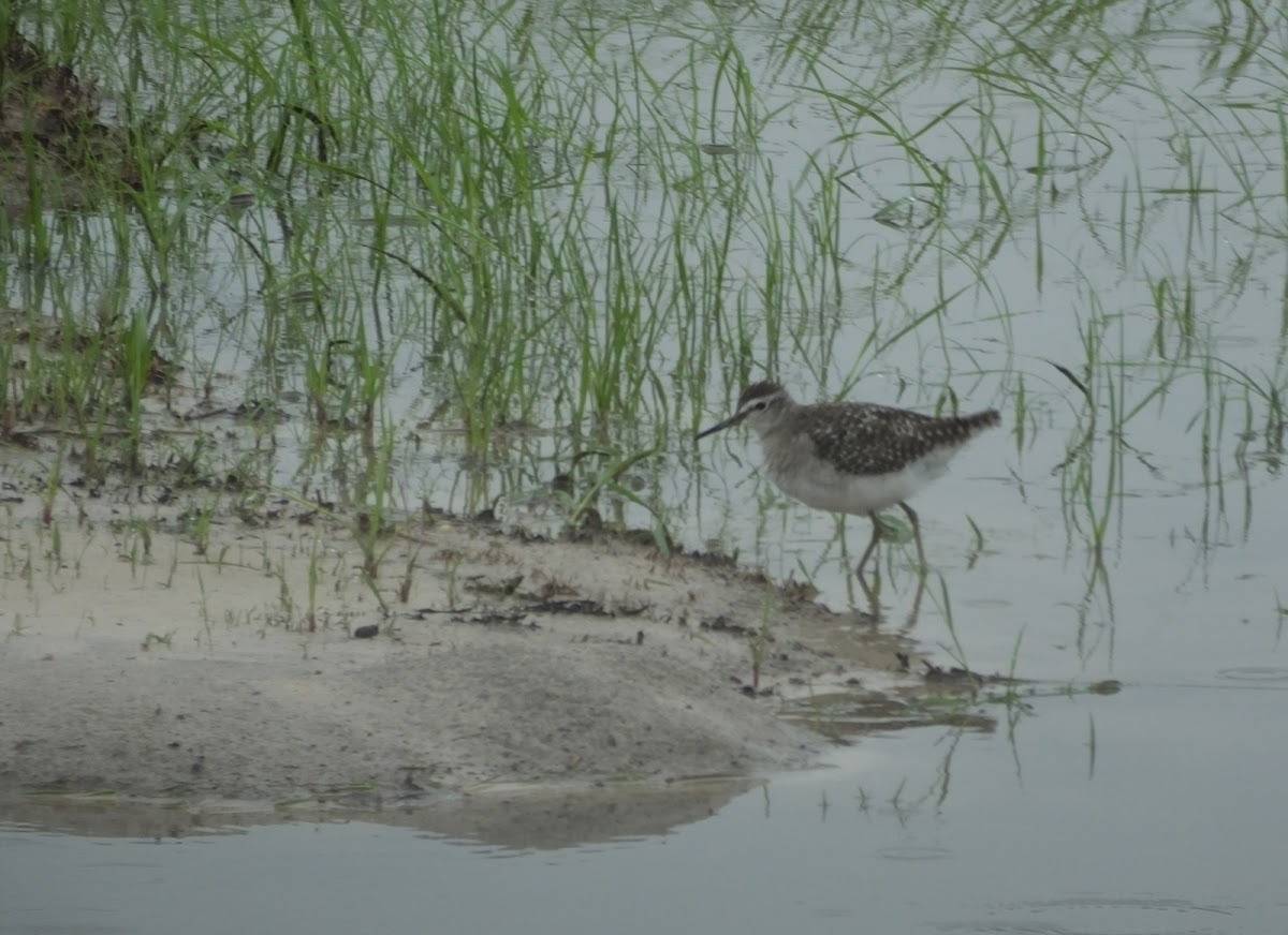 wood sandpiper