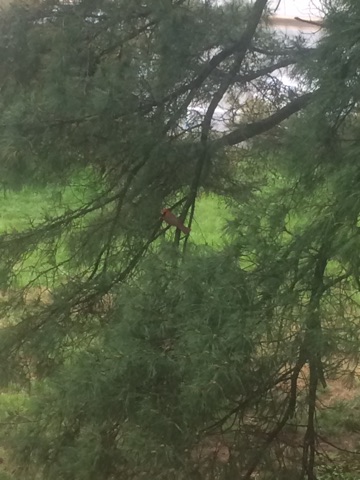 Northern cardinal