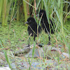 White-breasted Waterhen (chicks)