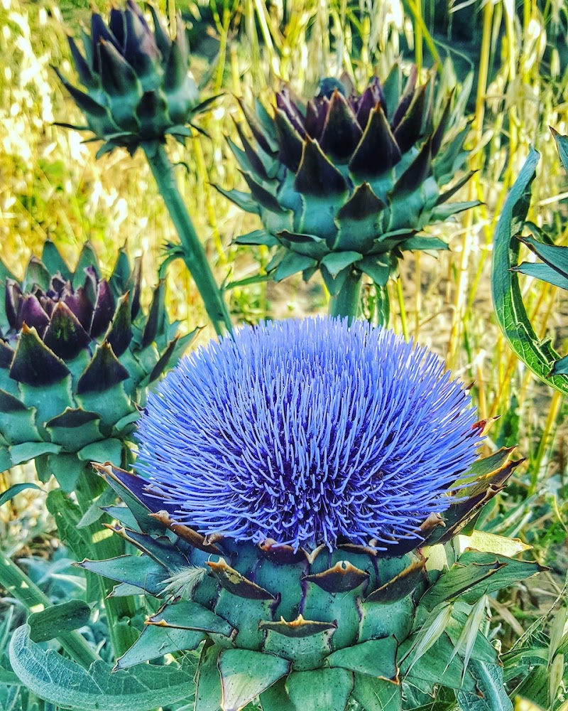 Artichoke flower di focardigiulia