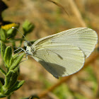 The wood white