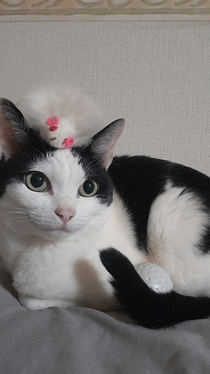 アクティトラックのたかさんが投稿したカスタム事例の投稿画像3枚目