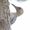 Red-bellied Woodpecker   Immature