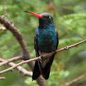 Broad-billed hummingbird (male)