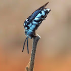 Cuckoo bee