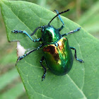 Dogbane Beetle