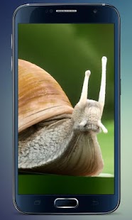How to mod Turbojet Snail Live Wallpaper 2.0 apk for bluestacks