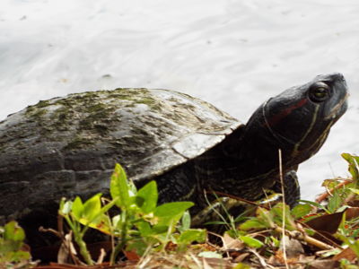 Red-eared Slider