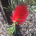 Bottle brush tree