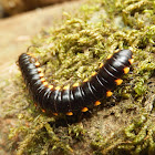 Yellow-Spotted Millipede