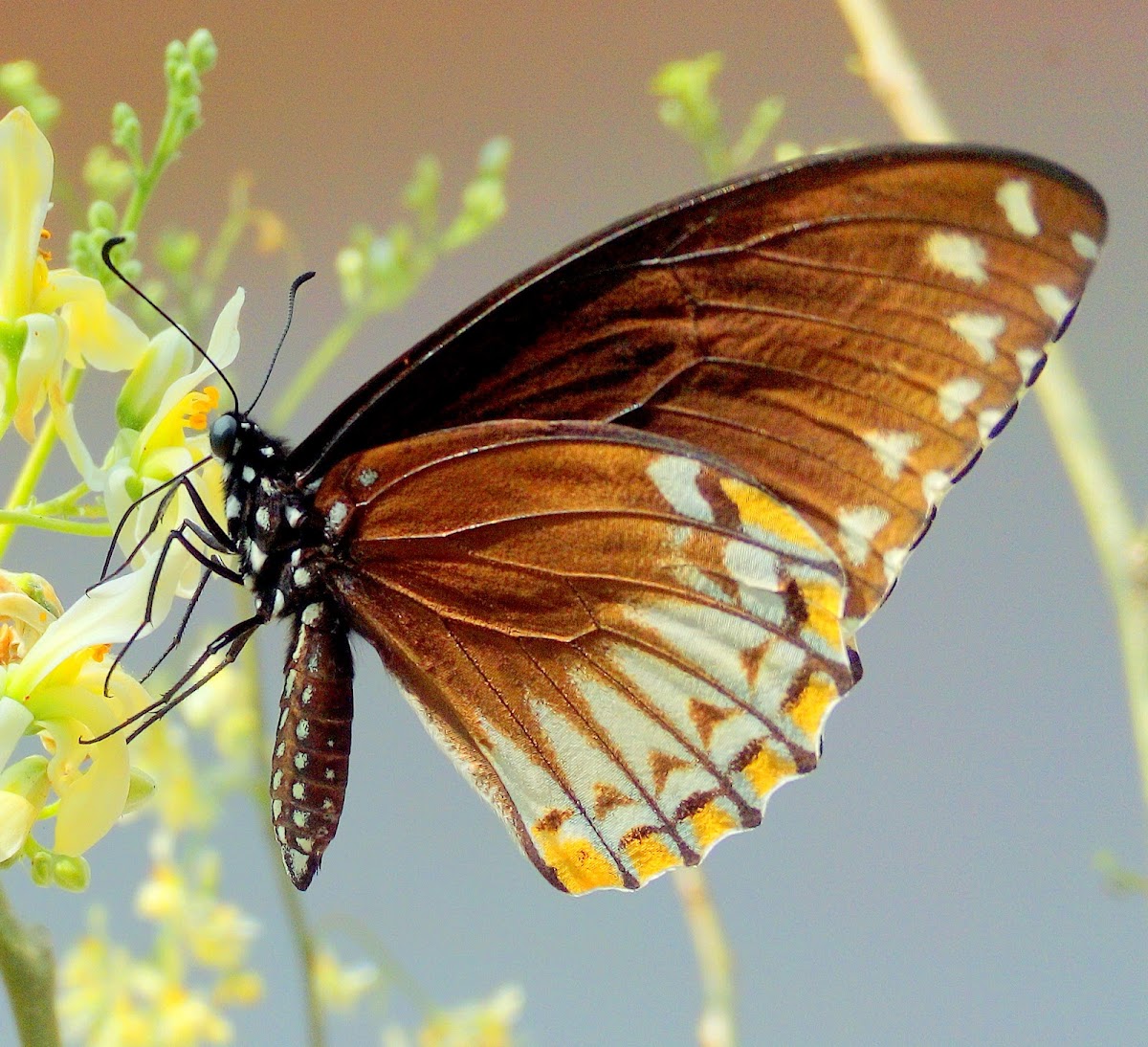 The Common Mime : Form clytia