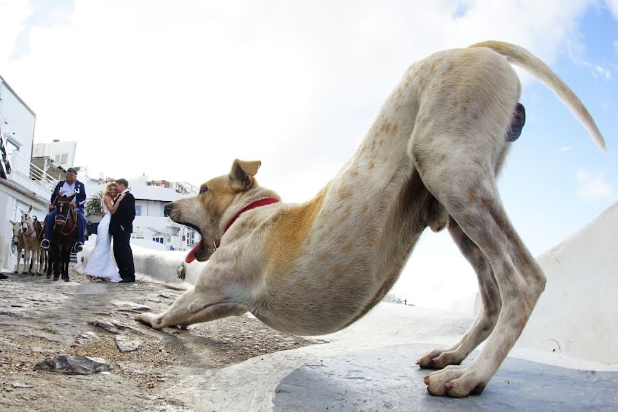 結婚式の写真家Aleksandr Grebenev (nikonor43)。2014 12月9日の写真