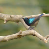 Loten's sunbird