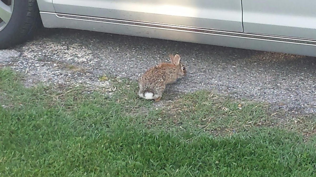 American Cottontail Rabbit