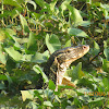 Asian Water Monitor