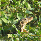 Asian Water Monitor