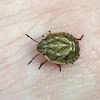 Shield-backed Bug