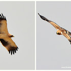 Booted eagle